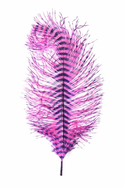 MFC - Barred Ostrich Plume -Fly Fish Food Store 0 1 492 262