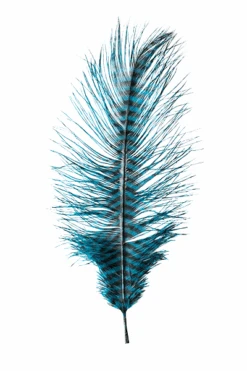 MFC - Barred Ostrich Plume -Fly Fish Food Store 0 1 492 417