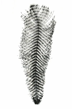 MFC - Barred Ostrich Plume -Fly Fish Food Store 0 1 492 861