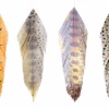 MFC - Galloup's Fish Feathers -Fly Fish Food Store 0 1 638