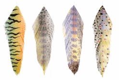 MFC - Galloup's Fish Feathers