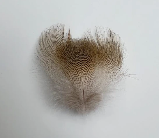 Select Lemon Wood Duck Flank 3 Select Lemon Wood Duck Flank