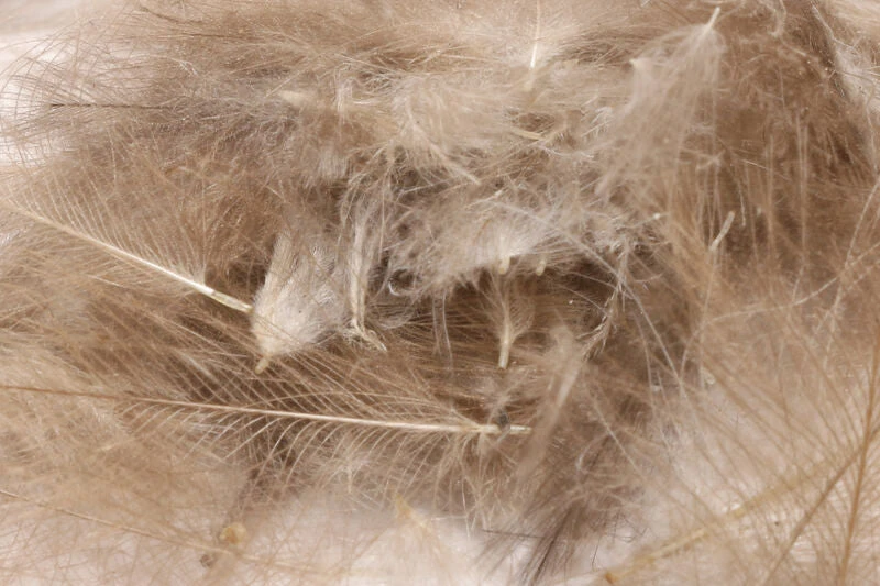 Hareline 1 Gram Bulk Pack CDC 4 Hareline 1 Gram Bulk Pack CDC - Image 2