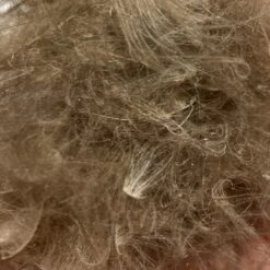 Swiss CDC Dubbing -Fly Fish Food Store IMG 4050