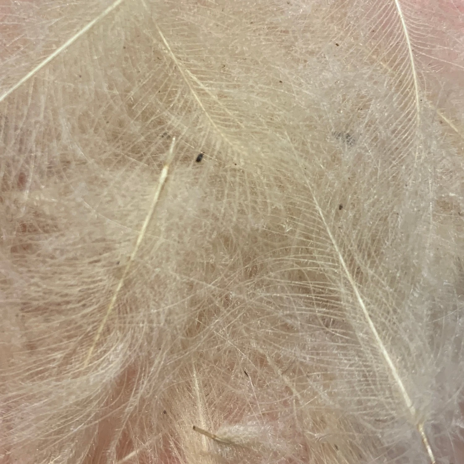 Swiss CDC 100% Natural Dyed Grade 4 Swiss CDC 100% Natural Dyed Grade - Image 2