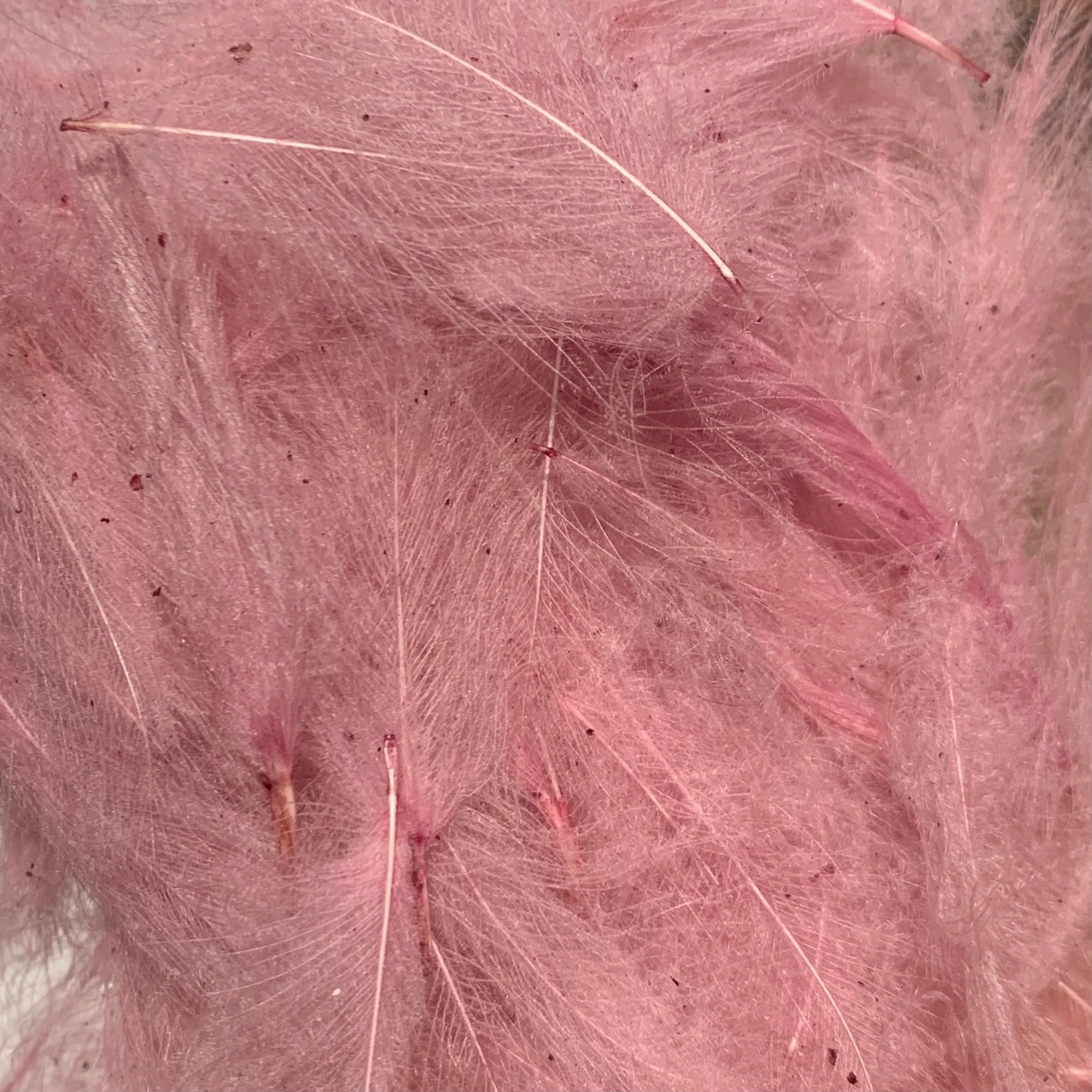 Swiss CDC 100% Natural Dyed Grade 5 Swiss CDC 100% Natural Dyed Grade - Image 3