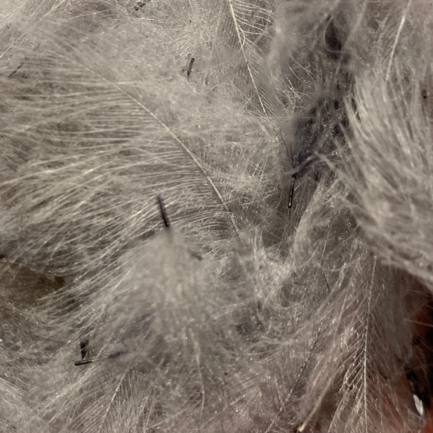 Swiss CDC 100% Natural Dyed Grade 9 Swiss CDC 100% Natural Dyed Grade - Image 7