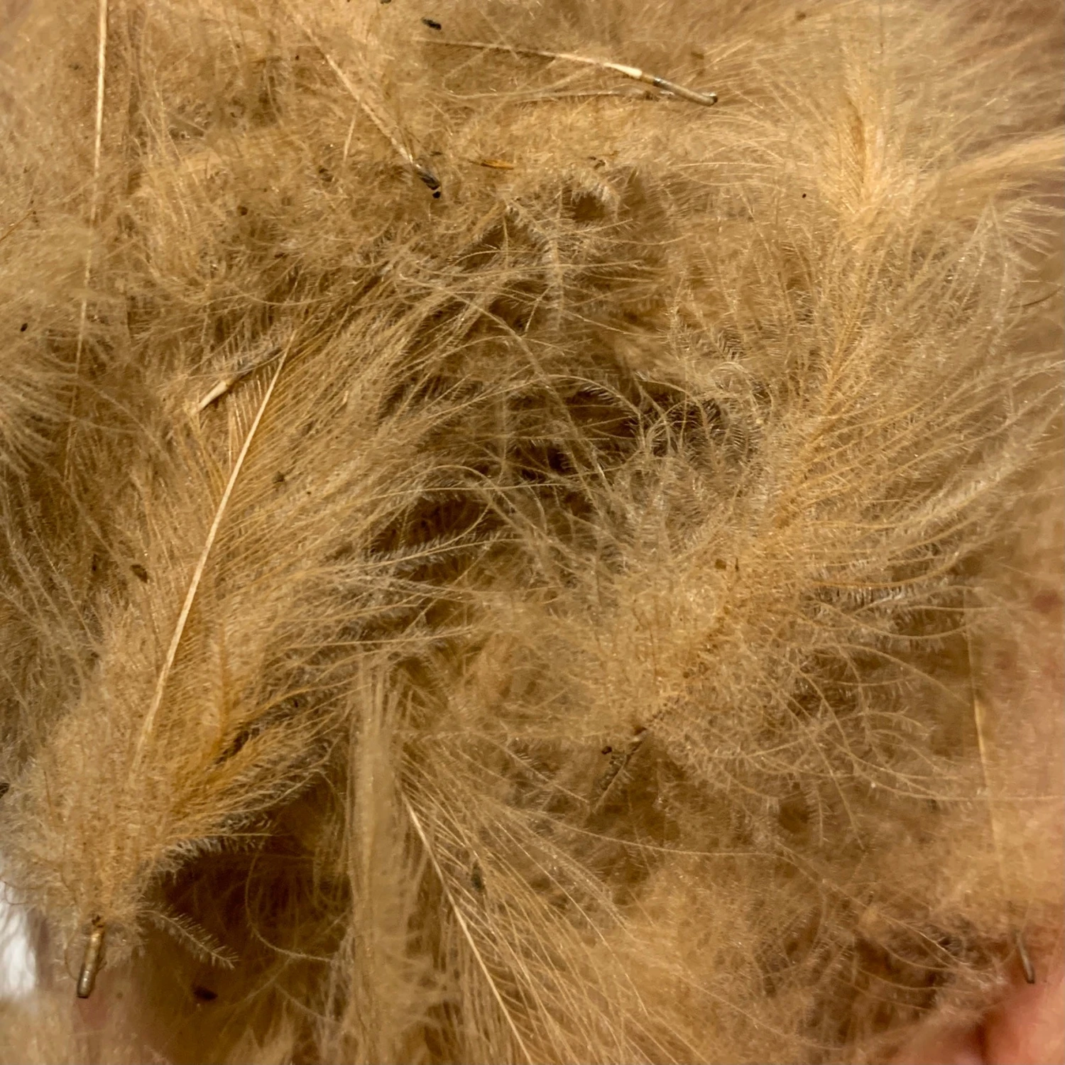 Swiss CDC 100% Natural Dyed Grade 12 Swiss CDC 100% Natural Dyed Grade - Image 10