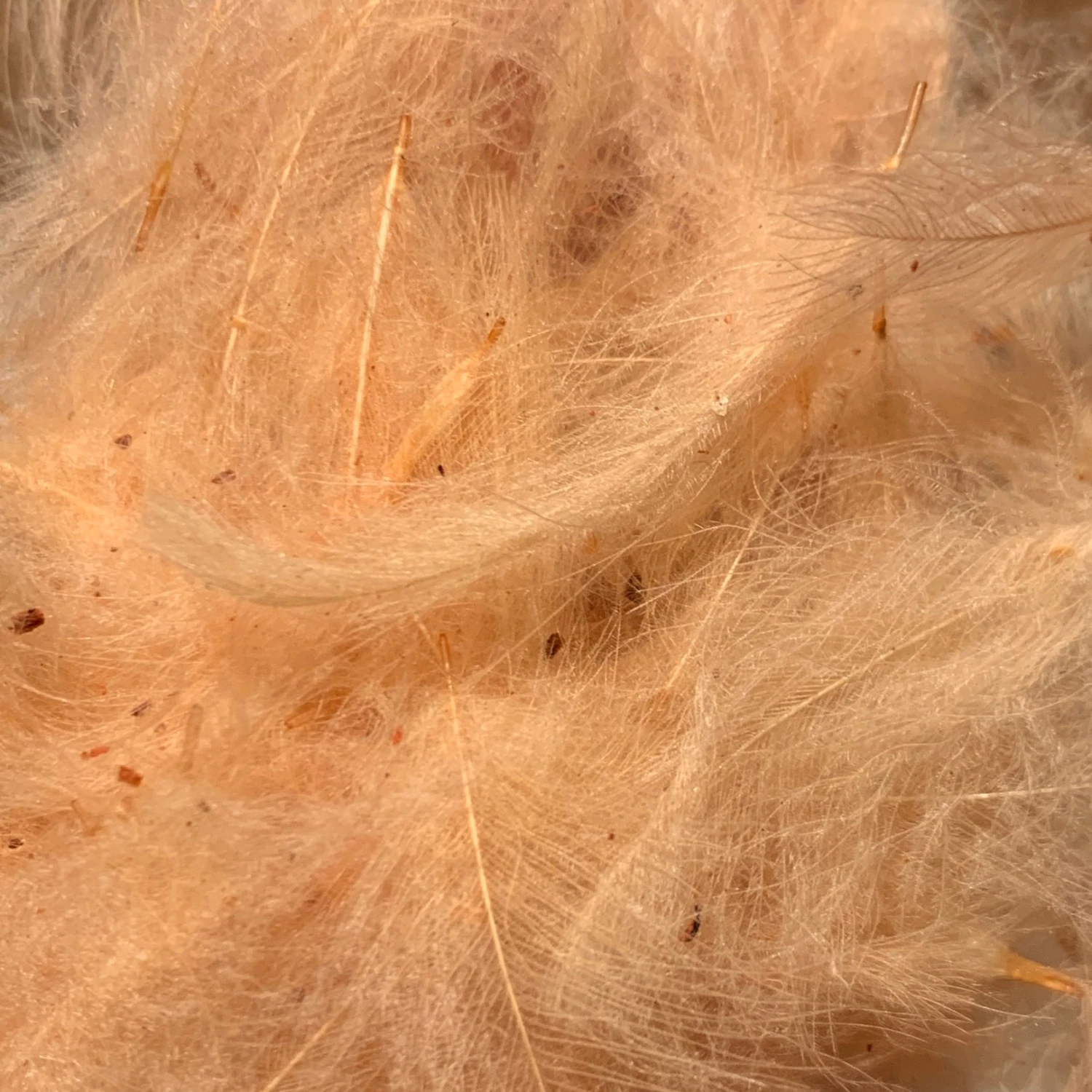 Swiss CDC 100% Natural Dyed Grade 13 Swiss CDC 100% Natural Dyed Grade - Image 11
