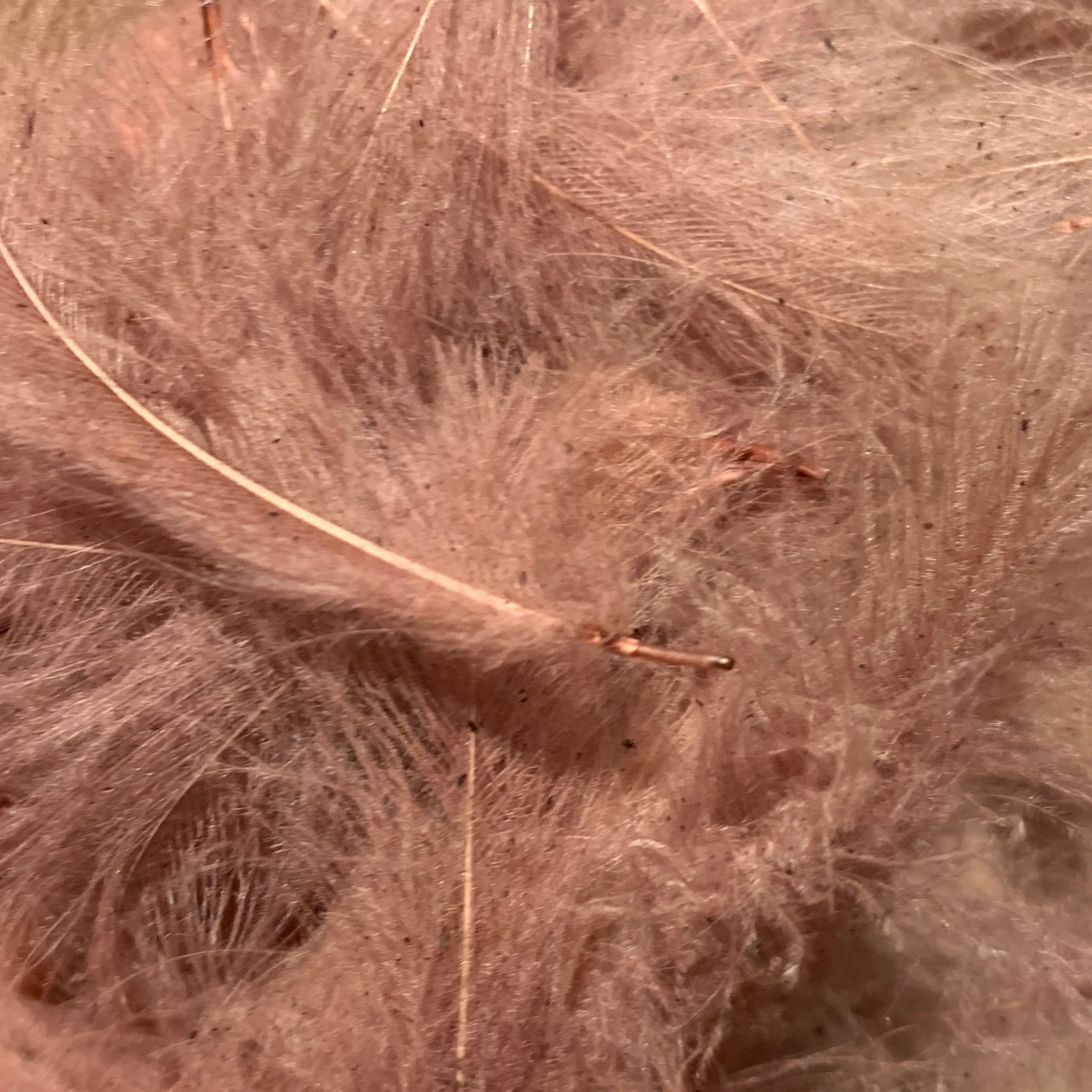 Swiss CDC 100% Natural Dyed Grade 17 Swiss CDC 100% Natural Dyed Grade - Image 15