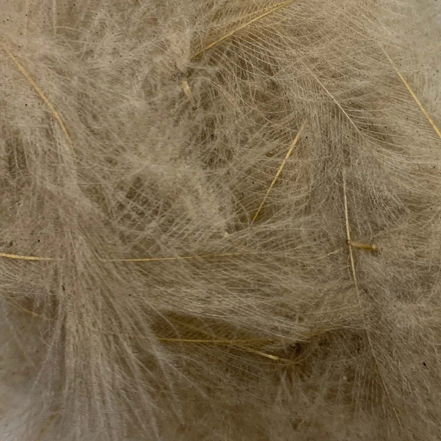 Swiss CDC Super Select Grade 13 Swiss CDC Super Select Grade - Image 11