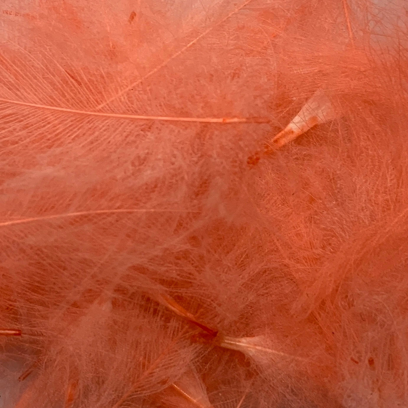 Swiss CDC Super Select Grade 5 Swiss CDC Super Select Grade - Image 3