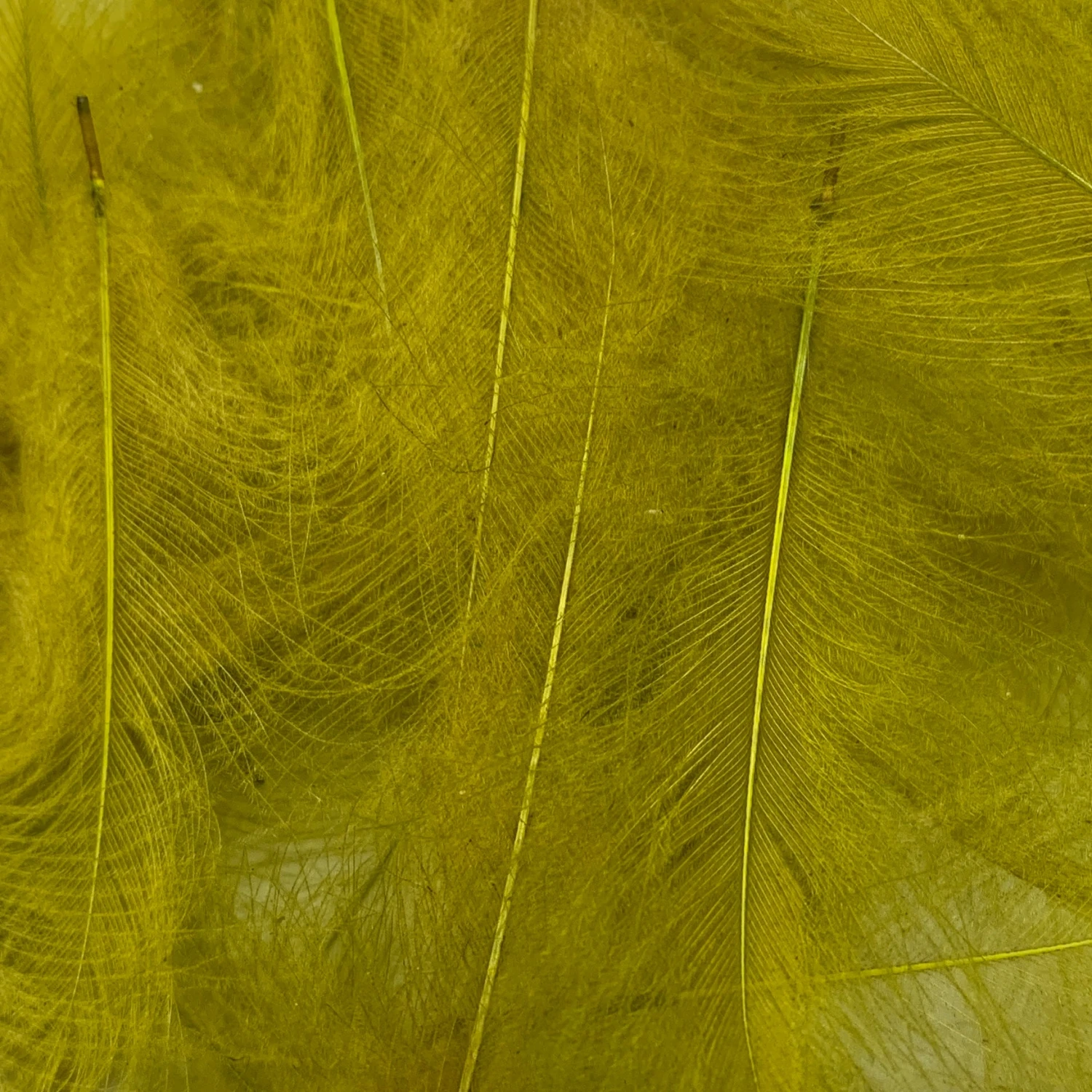 Swiss CDC Super Select Grade 8 Swiss CDC Super Select Grade - Image 6