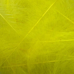 Swiss CDC Ultra Select XL Grade -Fly Fish Food Store IMG 6422