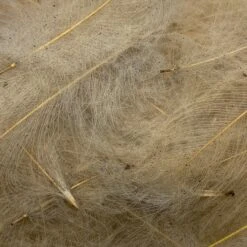 Swiss CDC Ultra Select XL Grade -Fly Fish Food Store IMG 6427