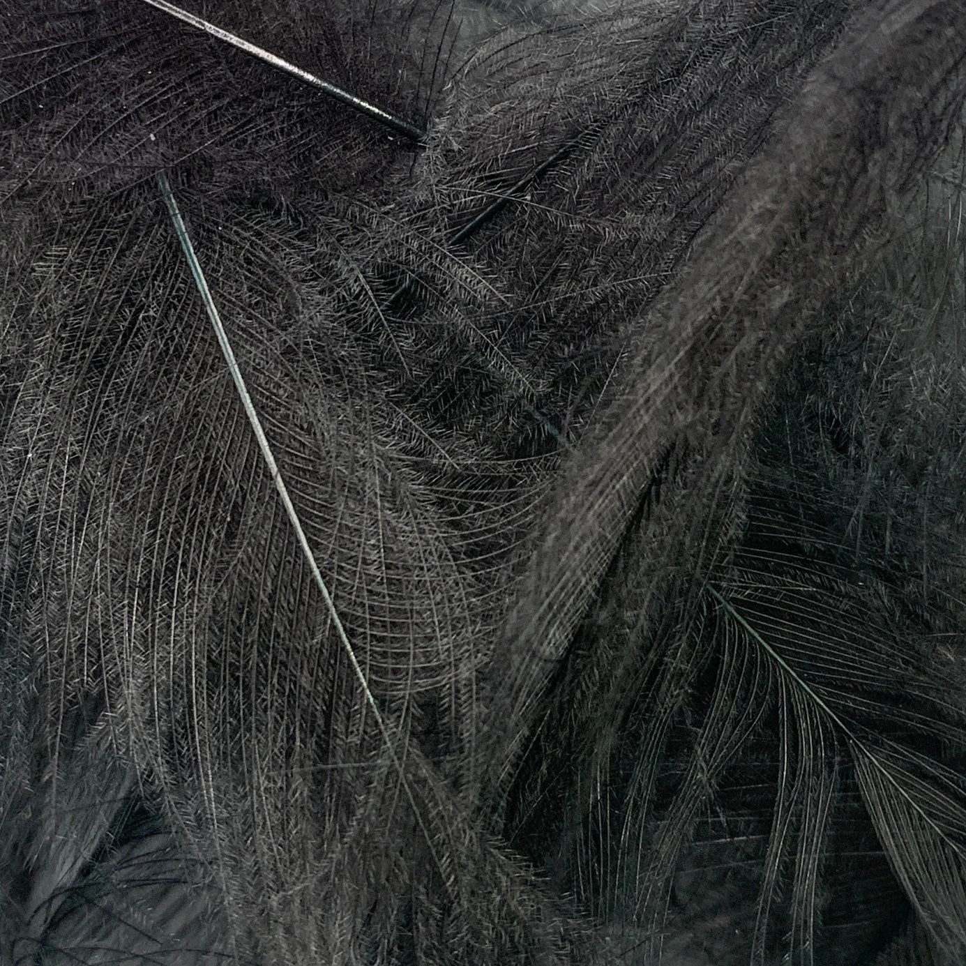 Swiss CDC Super Select Grade 16 Swiss CDC Super Select Grade - Image 14