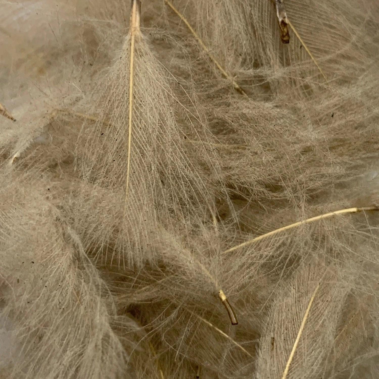 Swiss CDC Super Select Grade 12 Swiss CDC Super Select Grade - Image 10