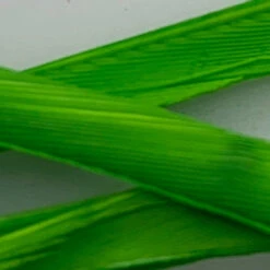 Hareline Stripped Goose Biots -Fly Fish Food Store IMG 6448