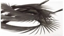 Semperfli Inferno Goose Biots -Fly Fish Food Store Inferno Blue Dun