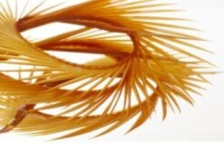 Semperfli Inferno Goose Biots -Fly Fish Food Store Inferno Ginger