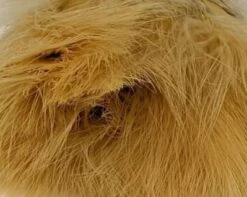 Fish Hunter Premium Strung Marabou -Fly Fish Food Store Marabou Burnished Golden Tan c9152b6b aadd 46b8 bd53 6de026106d4d