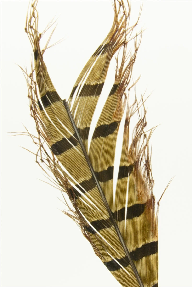 Semperfli Knotted Cranefly Legs 3 Semperfli Knotted Cranefly Legs