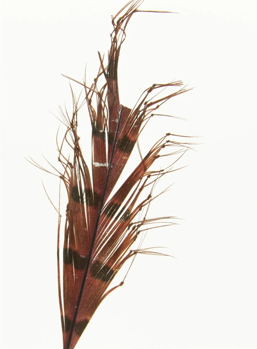 Semperfli Knotted Cranefly Legs 4 Semperfli Knotted Cranefly Legs - Image 2