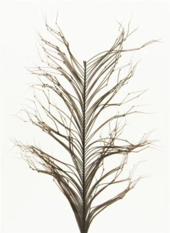 Semperfli Knotted Hopper Legs