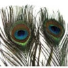 Hareline Peacock Eye Sticks -Fly Fish Food Store PEASTK 2