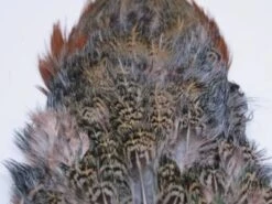 Fish Hunter Ringneck Pheasant Rump Patch -Fly Fish Food Store Rump Muskrat Gray