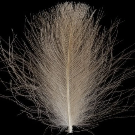 Swiss CDC Super Select Grade 3 Swiss CDC Super Select Grade