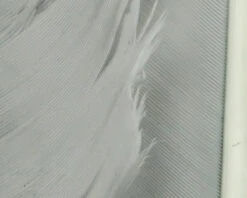 Hareline Turkey Biot Quills -Fly Fish Food Store TBQ168