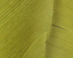 Hareline Turkey Biot Quills -Fly Fish Food Store TBQ212