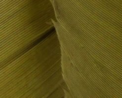 Hareline Turkey Biot Quills -Fly Fish Food Store TBQ263