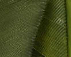 Hareline Turkey Biot Quills -Fly Fish Food Store TBQ95