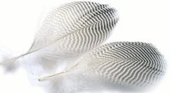 Hareline Teal Flank Feathers