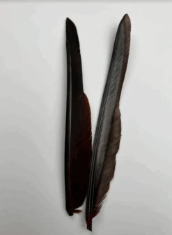 Canada Goose Biot Quills -Fly Fish Food Store dyedbrown