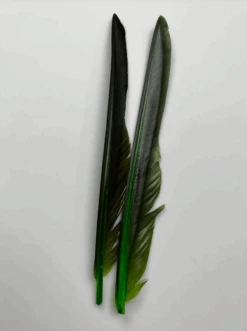 Canada Goose Biot Quills -Fly Fish Food Store dyedcaddisgreen