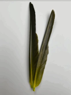 Canada Goose Biot Quills -Fly Fish Food Store dyedchartreuse