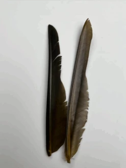 Canada Goose Biot Quills -Fly Fish Food Store dyedlightolive