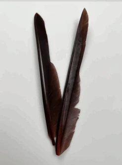 Canada Goose Biot Quills -Fly Fish Food Store dyedtan