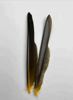 Canada Goose Biot Quills -Fly Fish Food Store dyedyellow