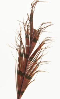 Semperfli Knotted Hopper Legs -Fly Fish Food Store knotted hopper legs