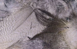 Hareline Mallard Flank -Fly Fish Food Store mf229