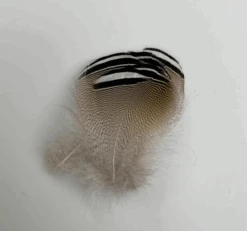 Select Barred Wood Duck - 6 Pairs