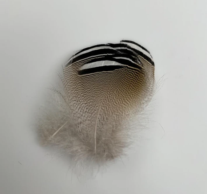 Select Barred Wood Duck - 6 Pairs 3 Select Barred Wood Duck - 6 Pairs