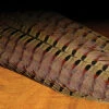 Hareline Ringneck Pheasant Complete Tail Clump -Fly Fish Food Store rpct